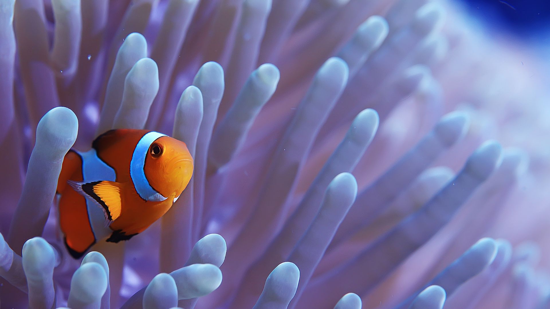 Aquarium-of-Crete-clownfish