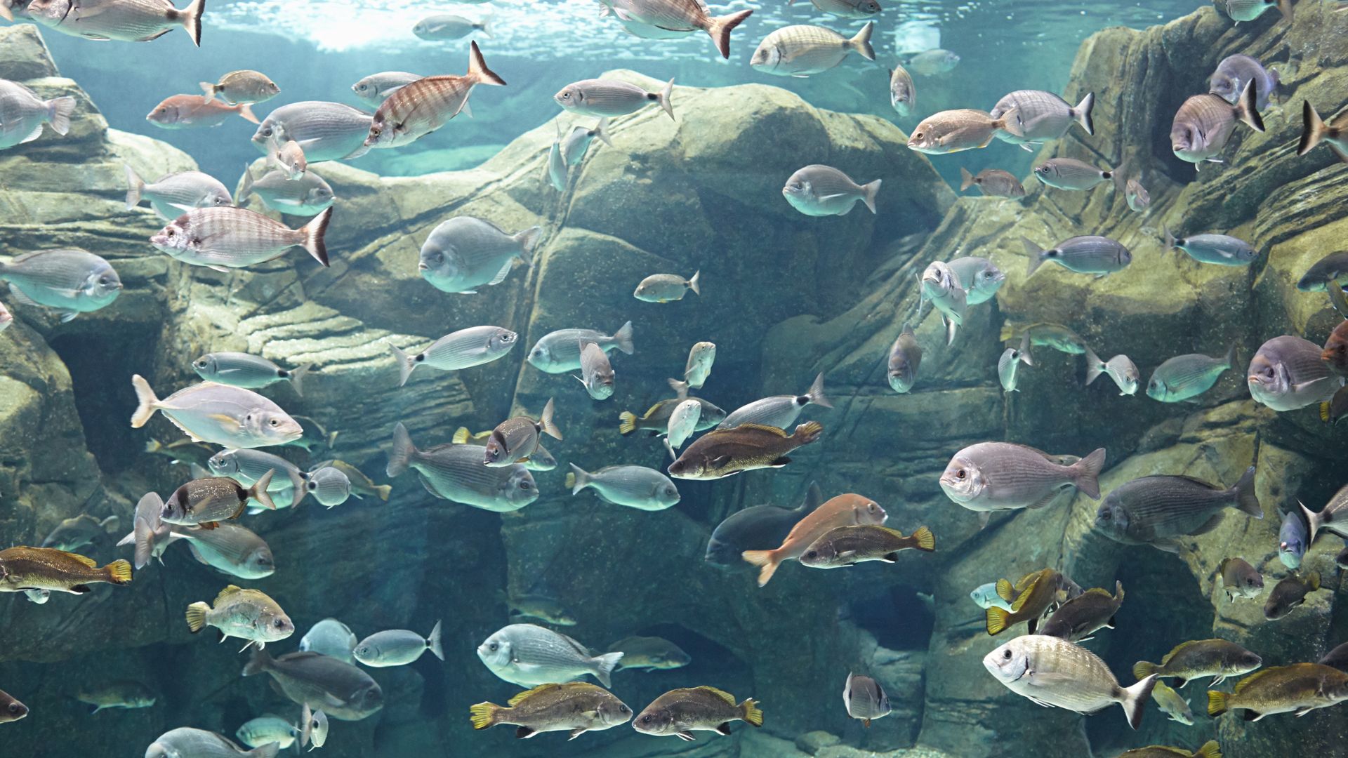 Aquarium-of-Crete-fish